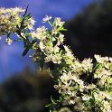 Prunus ramburi (2)  -  ENDEMISMO IBERICO
